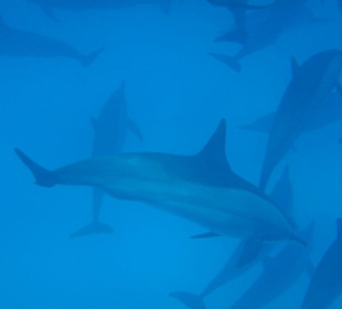 Satayi Dolphin House