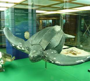 Ausstellung im Museum