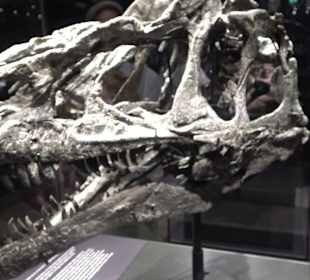 Museum für Naturkunde