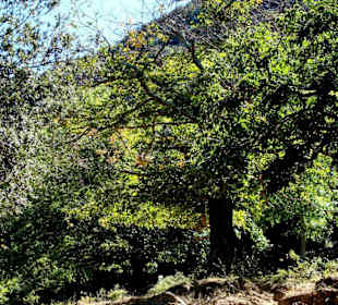 Wanderung an der Massane