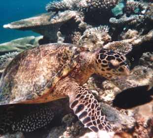 Schildkröte stellt sich in Position