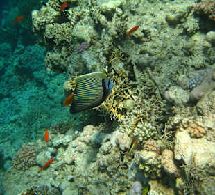 Fisch