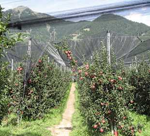 Wanderweg durch Apfelplantagen