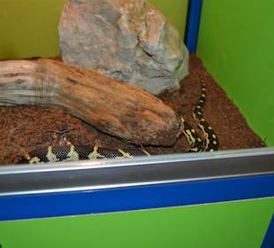 Aquarium/Terrarium Umag