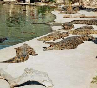 Ausflug zur Krokodilfarm