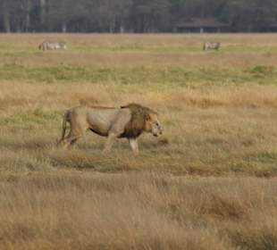 Löwe Amboseli