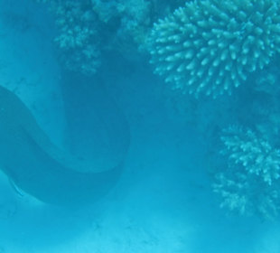 Schnorcheln Abdul Safaga