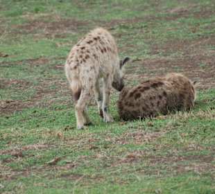 Hyänen