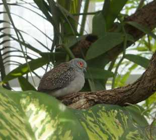 Ptak w egzotycznym pawilonie