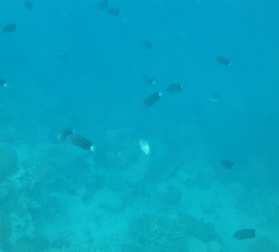 Ein Schwarm von Fischen 