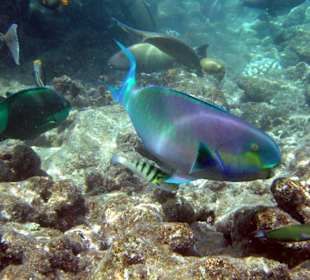 Papageienfisch