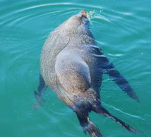 Robbe im Hafenbecken