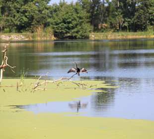 Middleton Place