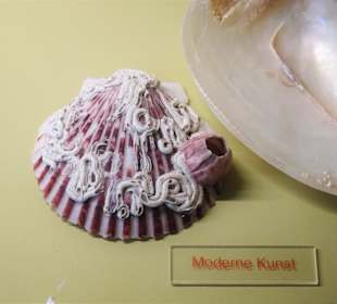 Rundgang durch das Muschelmuseum Wremen