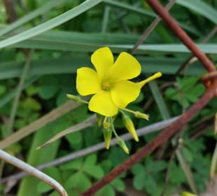 Stadtrundgang Valldemossa