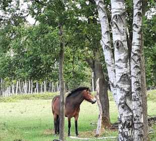 Ein Exmoor-Pony