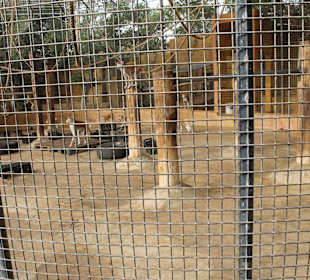 Mono Patas - Africa Affe