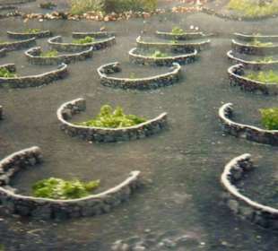 Weinanbau auf Vulkanasche