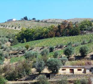 Douro Flussreisen