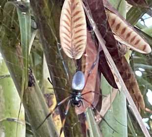 Sir Seewoosagur Ramgoolam Botanic Garden