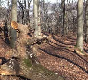 Wandertour Eppenzill