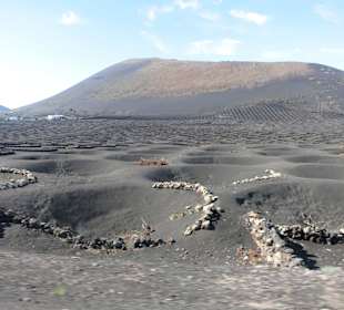 Weinfelder in La Geria 