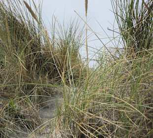Strand Buren
