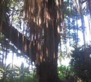 Baumlianen an der Honolua-Mokuleia Bay