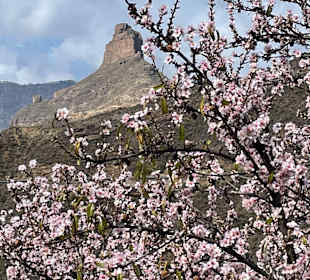 Inselrundfahrt Gran Canaria