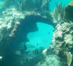 Tauchgang bei Riff