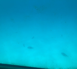 Ausflug Glasboot Sea Odyssey