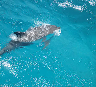 Spielende Delphine