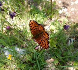 Grünten / Burgberger Hörnle