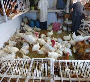 Verkauf von Lebend Hühern