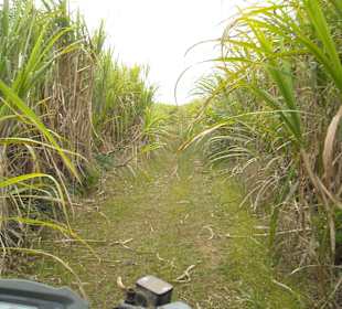 Mitten durch die Zuckerohrfelder