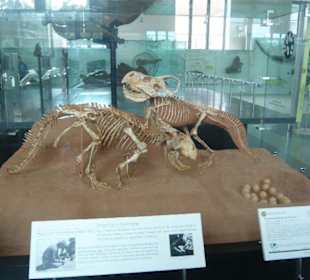 Museum of Natural History