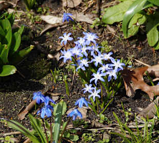 Anlage Planten un Blomen