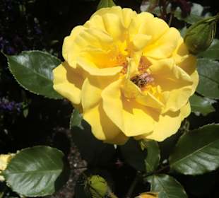 Ostdeutscher Rosengarten