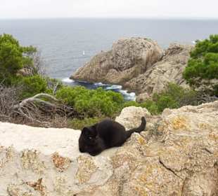 Schwarzer Kater am Leuchtturm