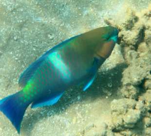 Rafa przy pomoście "Stella"