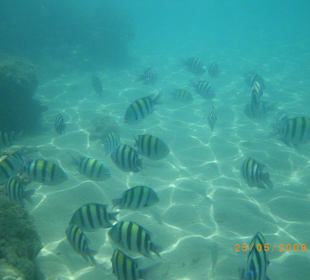 Rybki na plaży w Naama
