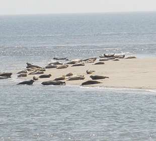 Seehunde auf der Seehundsbank vor Büsum