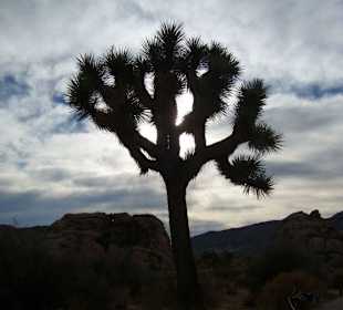 Joshua Tree
