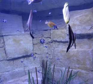 Im Aquarium unterwegs