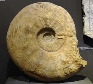 Riesiger Ammonit im Naturkundemuseum