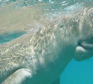 Dugong