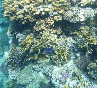 Korallenriff am Tulip Resort