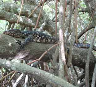 Waran in den Mangroven