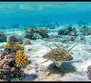 Schnorcheln Marsa Alam