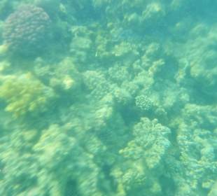 Риф недалеко от берега